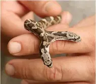  ?? Rod Aydelotte /Waco Tribune-Herald via AP ?? Brian Henley, Cameron Park Zoo's amphibian and reptile care supervisor, holds a two-headed baby rat snake Wednesday in Waco, Texas.