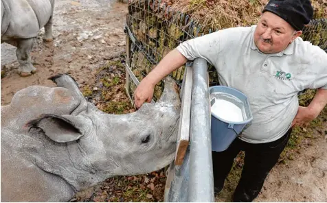  ?? Foto: Silvio Wyszengrad ?? Anton Weber gibt Kibo zur Feier des Tages eine Extraporti­on Milch. Die sieben Liter waren schnell weg.