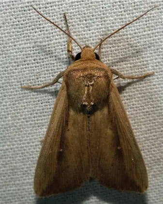  ?? FLICKR ?? The moth of Leucania loreyi, the false armyworm.