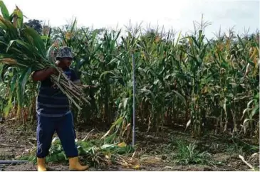  ??  ?? MENGANGKAT batang jagung untuk dijual kepada penternak lembu.