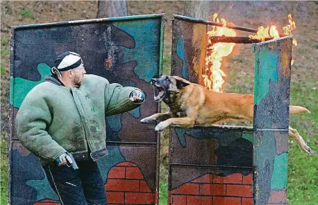  ?? Foto: AČR ?? Odvaha Armádní pes se nikdy nesmí leknout ohně, ran ani střelby.