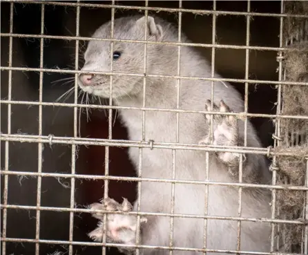  ?? AFP ?? Dinamarca es el país con la mayor cantidad de criaderos de visones. Este jueves se anunció el sacrificio de 15 millones de especies en sus granjas, tras detectar una mutación de SARS-CoV-2 en ellos.