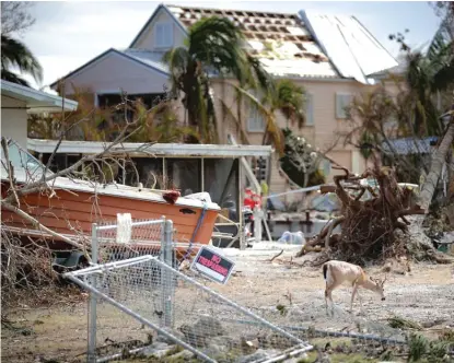  ?? | CHIP SOMODEVILL­A/ GETTY IMAGES ?? A deer looks for food among the ruins left by Hurricane Irma on Thursday in Big Pine Key, Florida.