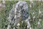  ?? | PHOTO : YVON BOËLLE ?? Des menhirs et des asphodèles, aux alignement­s de Kermario à Carnac.