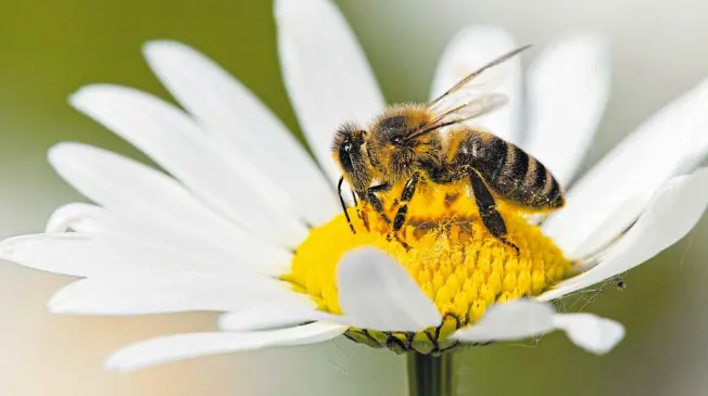  ?? Foto: Danielprud­ek/ostock ?? Bienen sind Ressourcen- und Energiespa­rer. Außerdem arbeiten sie hochorgani­siert und mit Teamgeist.