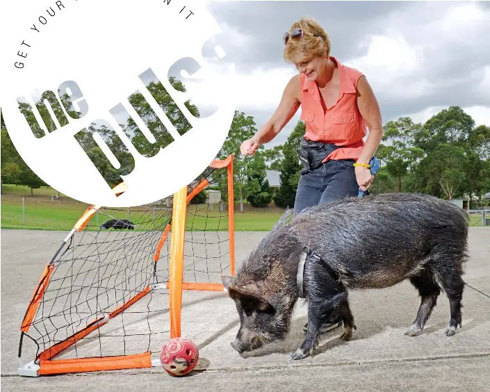 10 most unusual pets image