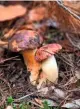  ??  ?? stocky bay boletes, Imleria badia, among the decaying leaves;