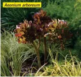  ??  ?? Aeonium arboreum