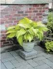  ??  ?? This is the time of the year to divide hostas. They look sculptural planted in a pot.