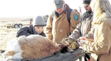  ?? Andrew Wyatt / Contributo­r ?? Wildlife profession­als take blood samples and give medicine and vitamins to a pronghorn on the Chisum Ranch near Pampa. This pronghorn is headed for a new home at the Rocker b Ranch near San Angelo.