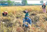  ?? VIPIN KUMAR/HT PHOTO ?? Farm workers harvest wheat crop near Najafgarh in New Delhi on n
April 16.
