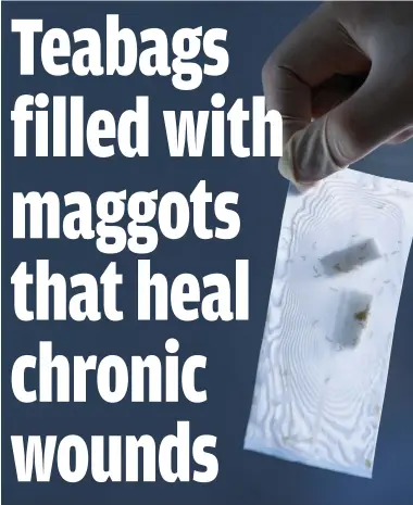  ??  ?? Stomach-churning treatment: One of the ‘maggot’ teabags