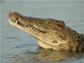  ?? CATUCOSO ?? En el río Tárcoles, que alberga la mayor población de cocodrilos en América Central, disfrute del tour Tarcoles Marvels.