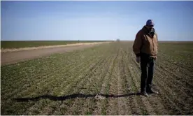  ?? Photograph: Charlie Riedel/AP ?? Rod Bradshaw stands in a field of wheat on his farm near Jetmore, Kansas.