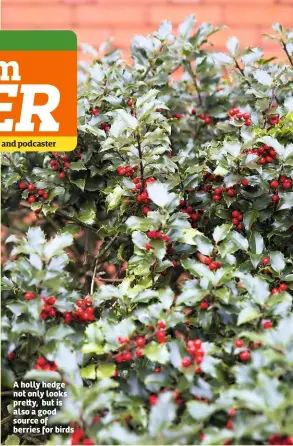  ??  ?? A holly hedge not only looks pre y, but is also a good source of berries for birds