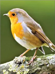  ??  ?? The Robin is the only species of wild bird found in Ireland that continues to sing throughout the winter.