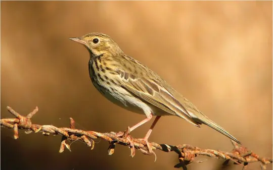  ?? ?? NINE: Tree Pipit (Ayn Razat, Oman, 5 November 2004. This bird looks long and solid bodied, with a deep-based, almost triangular, bill. With its unequivoca­lly short hind claws, it is clearly a Tree Pipit. The plumage features are readily visible too – relatively plain ear coverts, a rather weak eyering, contrast between heavy breast and fine flank streaking, and a lovely buff wash across the upper breast. 9