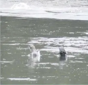  ??  ?? Frolicking Otters on the River Tay in Perth