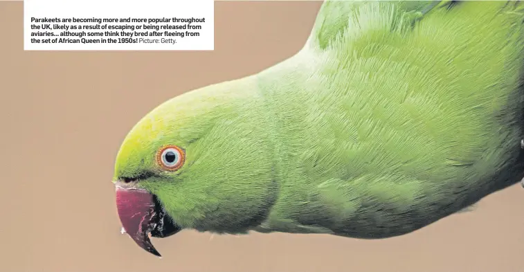  ?? Picture: Getty. ?? Parakeets are becoming more and more popular throughout the UK, likely as a result of escaping or being released from aviaries... although some think they bred after fleeing from the set of African Queen in the 1950s!