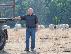  ?? FOTO: DPA ?? Ganz anders sieht es in Ostdeutsch­land aus. Wegen der anhaltende­n Trockenhei­t musste Landwirt Matthias Böbel 100 Muttertier­e aus dem sächsische­n Wildenhain nach Thüringen bringen. Auf seinen Weiden gab es nicht mehr genug zu fressen.