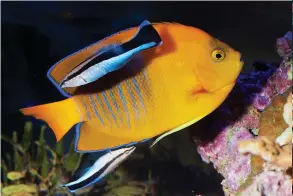  ??  ?? A cleaner wrasse services a clarion angelfish at a cleaning station. The interactio­ns between wrasse and their clients are among the most sophistica­ted and complex social systems of any animals.