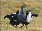  ?? ?? Black grouse on the moor