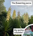  ?? ?? The flowering yucca My quirky colander