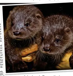  ?? ?? Animal magic: The practice in Thurso treats a wide range of creatures, including otter cubs