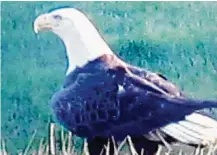  ?? Dale and Corbin Jozwiak ?? A photo from a video shows a bald eagle that was shot in north Harris County. The eagle and its mate had been fixtures in the neighborho­od along White Oak Bayou.