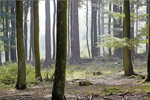  ??  ?? Die dritte Bundeswald­inventur liefert erfreulich­e Nachrichte­n: Die Waldfläche in Deutschlan­d ist konstant geblieben. Es wächst mehr Holz nach, als genutzt wird.  Milliarden alte und junge Fichten, Kiefern, Buchen, Eichen und seltenere Baumarten...