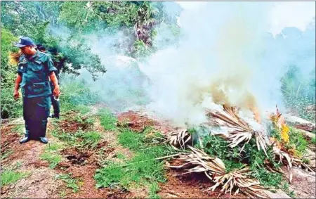  ?? POLICE ?? The anti-drug department in Takeo province had raided six locations growing marijuana and burned more than 4,000 plants in a two-day operation in Kiri Vong district’s Prey Ampoak and Preah Bat Chonchum communes.