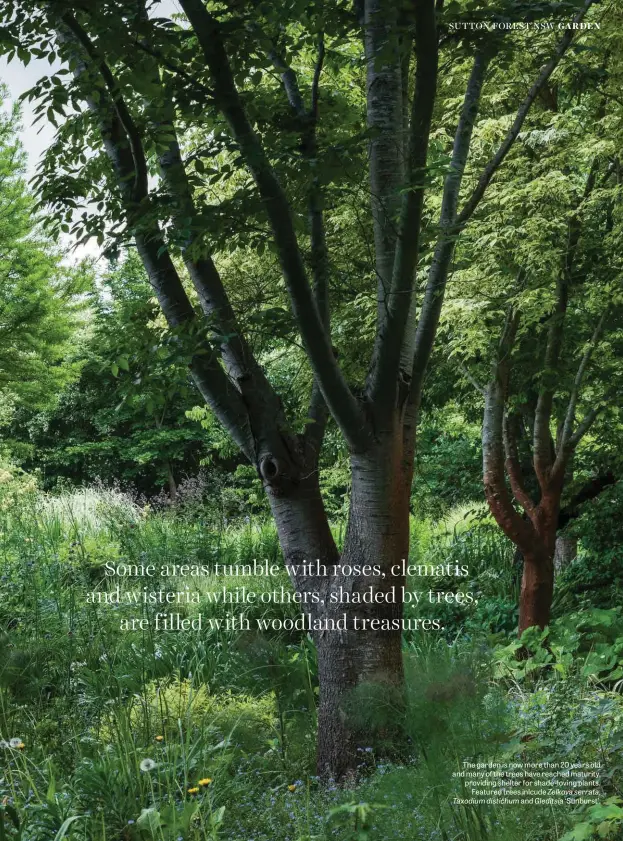  ??  ?? The garden is now more than 20 years old and many of the trees have reached maturity, providing shelter for shade-loving plants. Featured trees inlcude Zelkova serrata, Taxodium distichum and Gleditsia ‘Sunburst’.