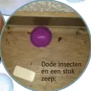  ??  ?? Dode insecten én een stuk zeep.