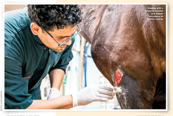  ??  ?? MARCH 2020
Dealing with a variety of wounds is a regular occurrence at SPANA centres
WWW.YOURHORSE.CO.UK