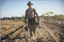  ?? JOSH HANER / THE NEW YORK TIMES ?? Matthew Garner, a California Conservati­on Corps worker, works to restore a f loodplain near the conf luence of the Tuolumne and San Joaquin rivers in Modesto, Calif. California expects drier dry years and wetter wet ones in the decades ahead, and the...