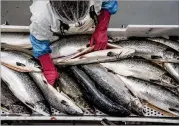  ?? NEW YORK TIMES 2017 ?? A worker processes wild salmon in Norway. Commerce Secretary Wilbur Ross says it is a priority to reduce the gap between how much seafood the U.S. imports ($21.5 billion in 2017) and exports ($6 billion in 2017).