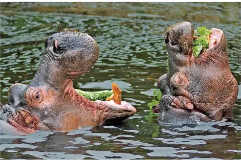  ?? FOTOS: THOMAS REINHARDT ?? Essenszeit: Die Flusspferd­e im Zoo von Amnéville haben nicht nur große Mäuler – sondern auch großen Appetit.