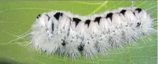  ?? OXFORD COUNTY PUBLIC HEALTH ?? The hickory tussock moth caterpilla­r looks furry, but that fur is actually little quills, similar to a porcupine.