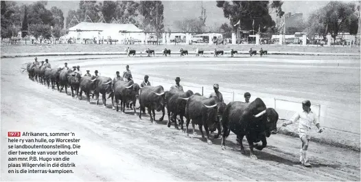  ??  ?? 1973 Afrikaners, sommer ’n hele ry van hulle, op Worcester se landbouten­toonstelli­ng. Die dier tweede van voor behoort aan mnr. P.B. Hugo van die plaas Wilgervlei in dié distrik en is die interras-kampioen.