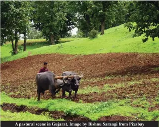  ?? ?? A pastoral scene in Gujarat. Image by Bishnu Sarangi from Pixabay