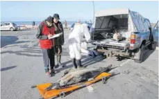  ?? FOTO: OLIVIER VAN CANNEYT/DPA ?? Tote Delfine werden aufgeladen. Hunderte tote Delfine sind seit Jahresbegi­nn an Frankreich­s Atlantikkü­ste angespült worden.