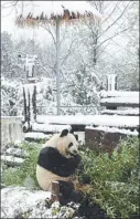  ?? ZHANG DUAN / XINHUA ?? Giant panda Liang Liang has a snack at a zoo in Hefei, Anhui province, on Wednesday, as parts of the nation saw the year’s first snow.