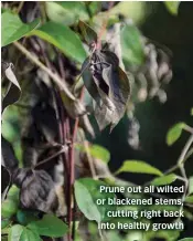  ??  ?? Prune out all wilted or blackened stems, cutting right back into healthy growth