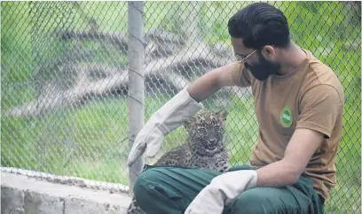  ?? Picture: AFP ?? SAFE HAVEN. A wildlife ranger takes care of a rescued leopard cub last month at the Margallah Wildlife rescue centre, formerly a zoological park, in Islamabad.