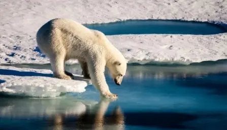  ?? ?? Polar bears use the ice that stretches across the ocean surface in the Arctic during colder months to help them access their main source of prey — fatty ringed and bearded seals.