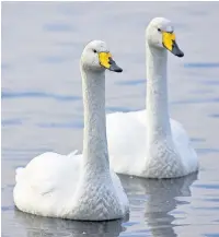  ?? Ben Hall (rspb-images.com) ?? ●●Whooper swans