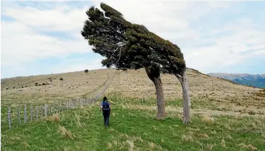  ?? PHOTO: WILL HARVIE/FAIRFAX NZ ?? Compared with its former glory, today’s Banks Peninsula landscape looks ‘‘scalped’’, says Johnny Moore, who suggests the area’s motto should be ‘‘Bring back the bush’’.