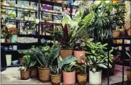  ?? ROSEVELT NGUYEN VIA AP ?? This July 2021 photo shows plants in biodegrada­ble nursery pots at the plant shop Pollyn in the Brooklyn borough of New York, which serves the wedding industry. More couples are turning to potted plants in place of cut flowers, which often must travel long distances.