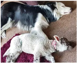  ??  ?? Cosy: The pair snuggling up on the carpet