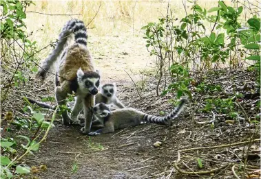  ?? —AFP ?? Thriving: The rainforest and animals including lemurs have thrived during five months of movement restrictio­ns to limit the spread of Covid-19 in Madagascar.